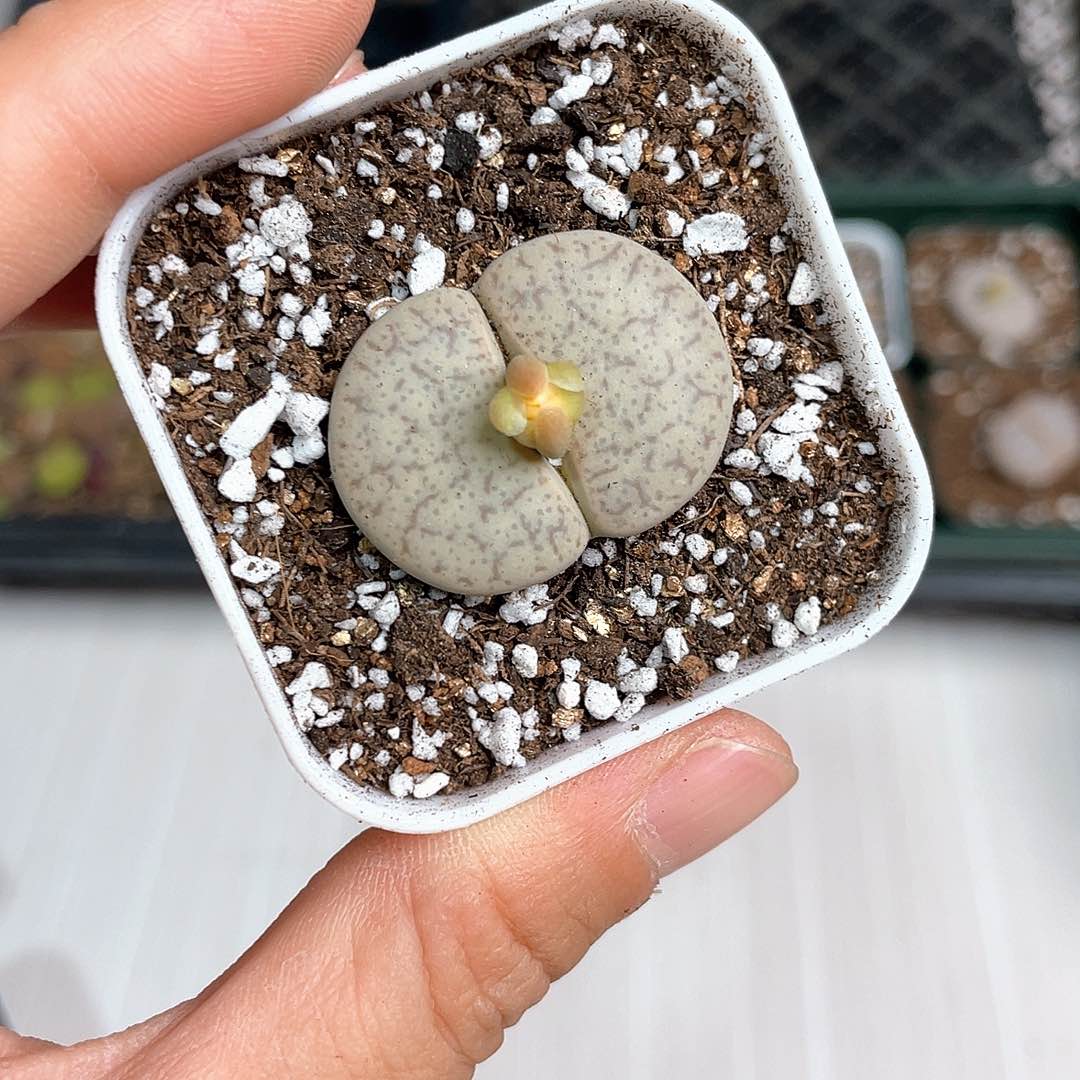 2911大棚清仓甩卖了