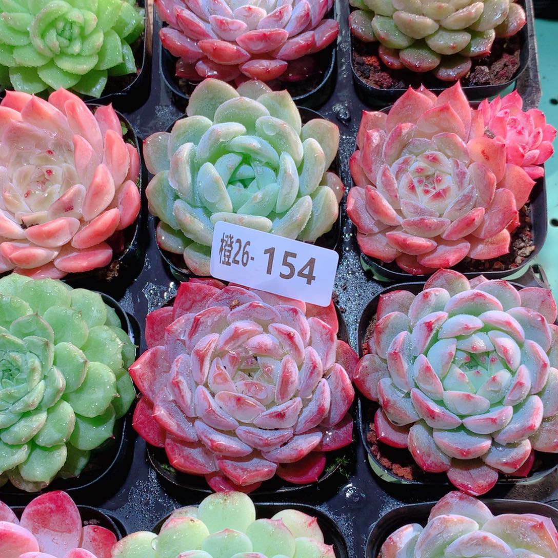 26-154一物一拍多肉带盆16颗