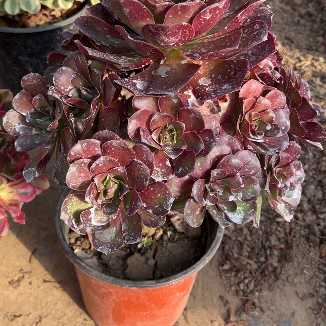 226媚金玫瑰多肉植物法师