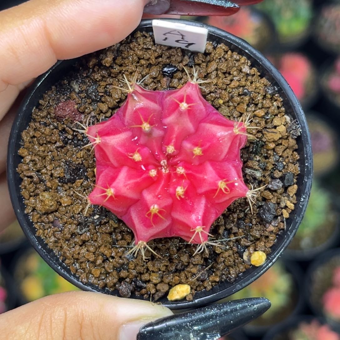 A19    带盆土发货