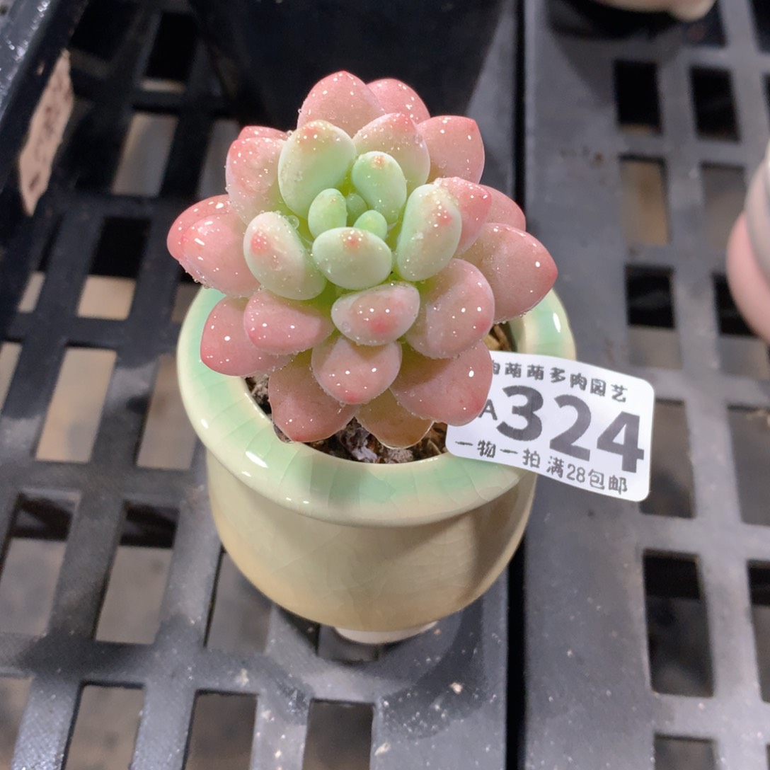 肉萌萌拇指盆精控多肉AA324