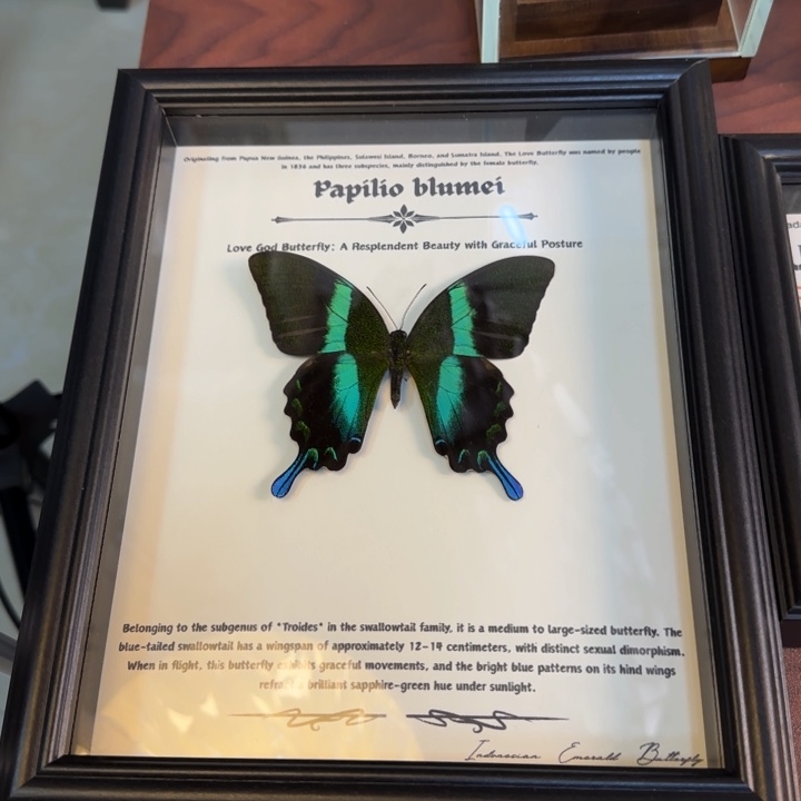 有机玻璃蝴蝶标本蝴蝶标本