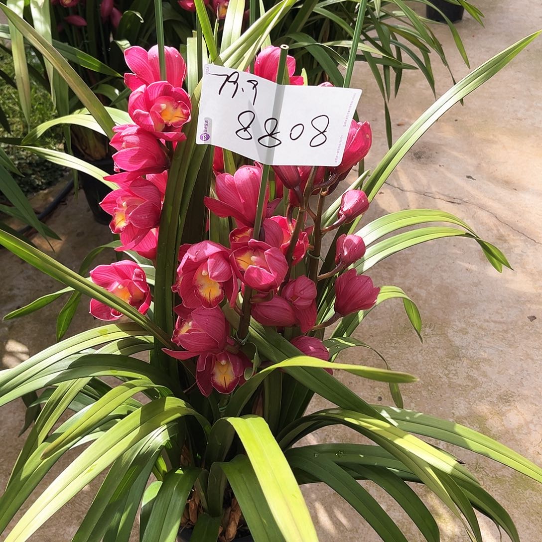 当前无花栽培后可以开花红梅