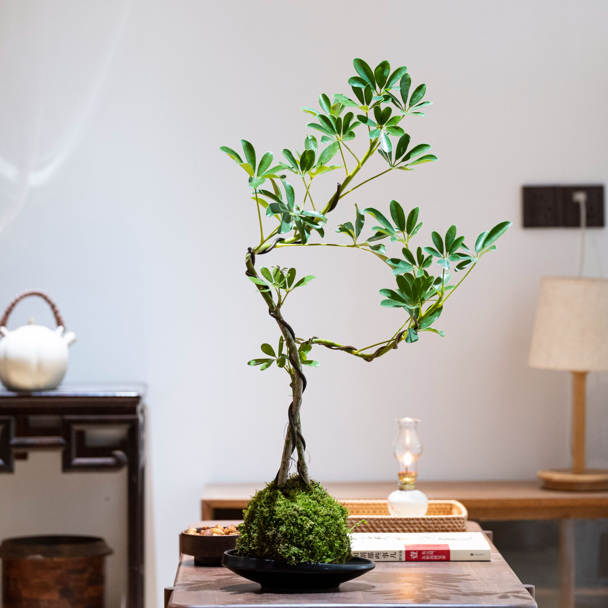 苔藓球双飘鸭脚木摇钱树八方来财七叶莲绿植禅意茶台室内盆景 