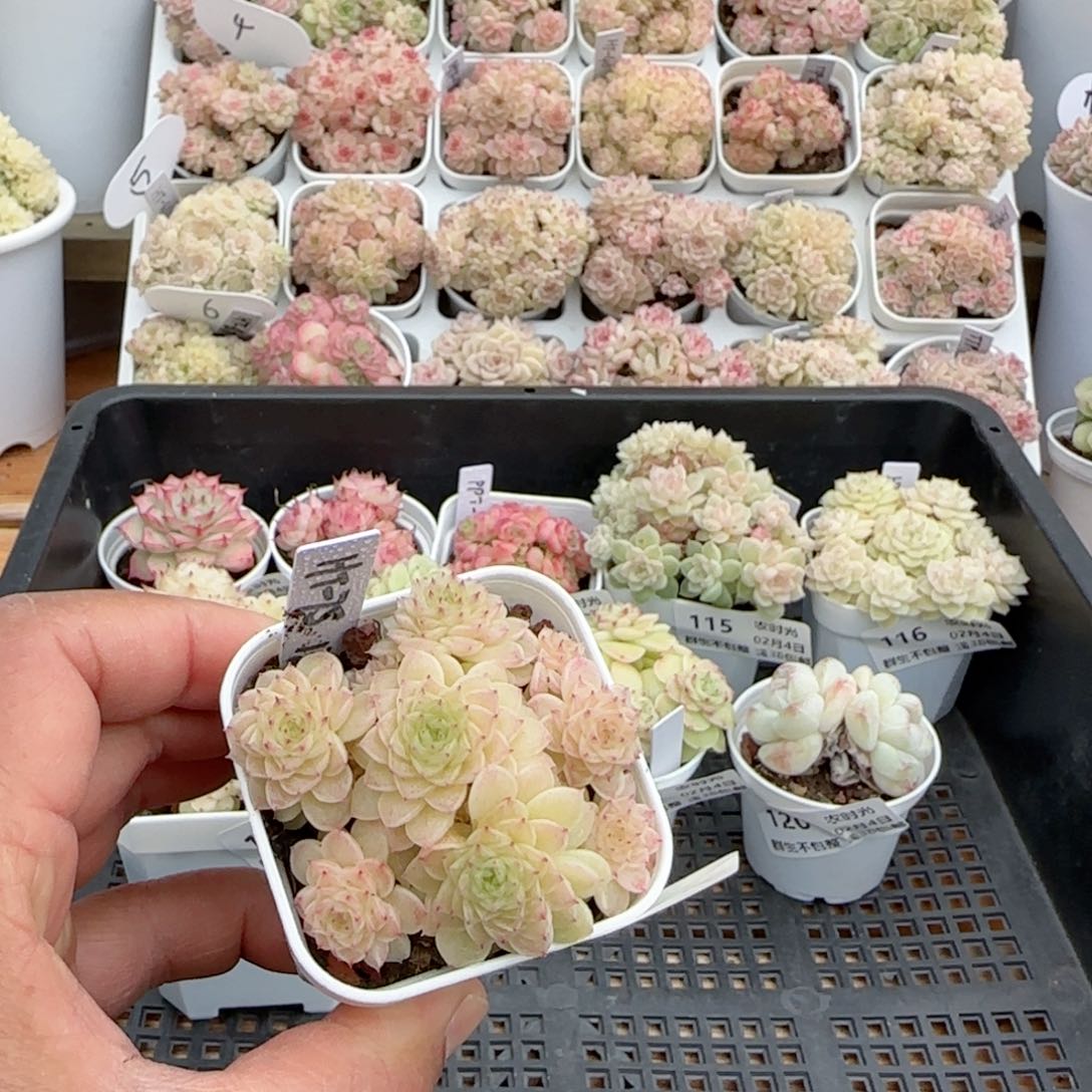 【闪购商品】0204-122（ht-75）