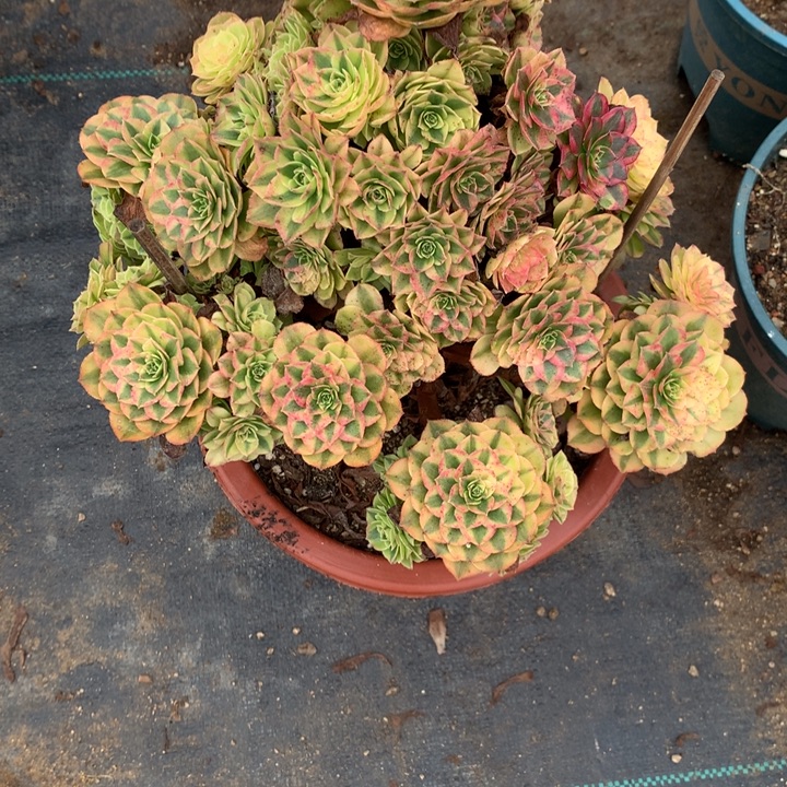 多***界695雨荷多肉植物特价