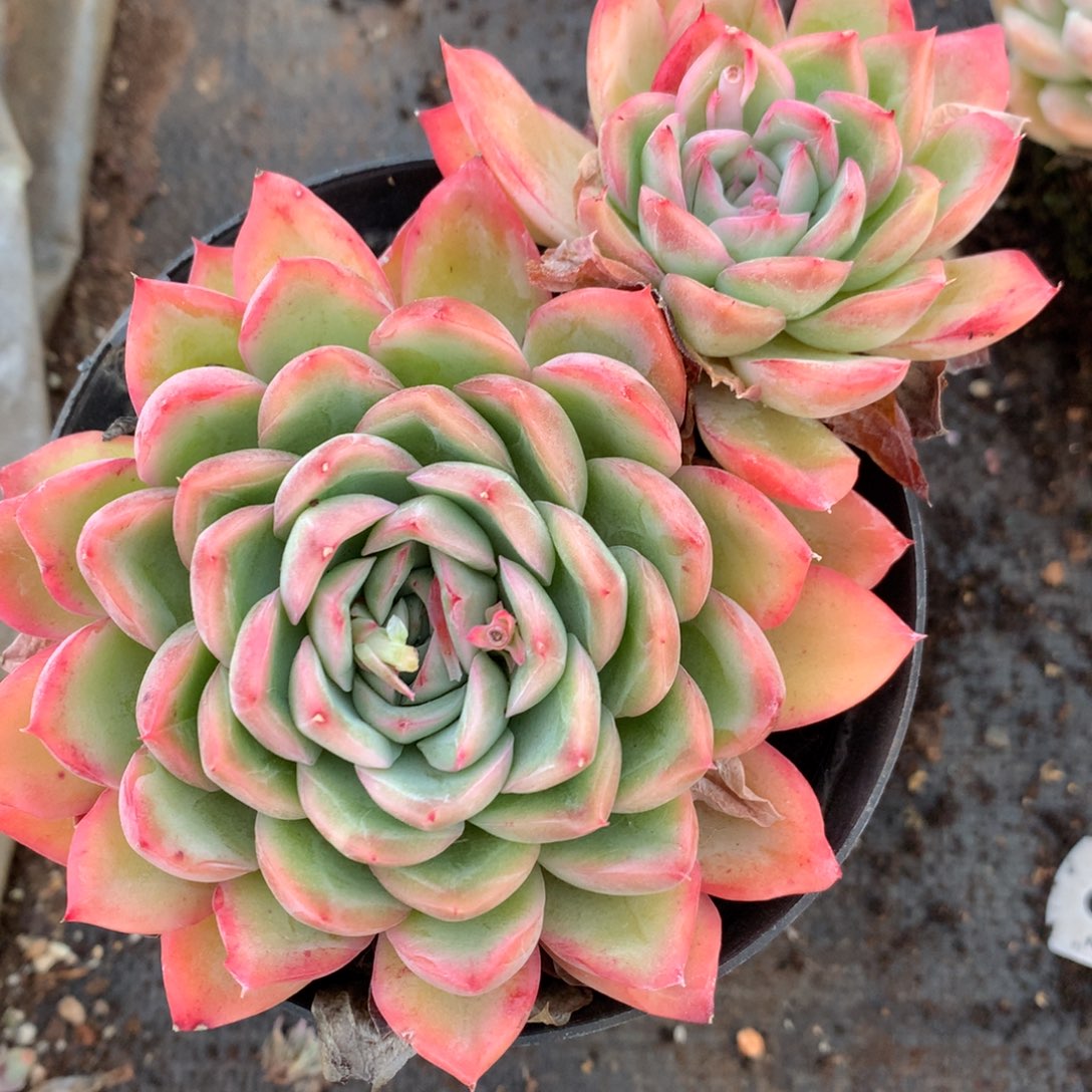 8229杂交多肉老桩