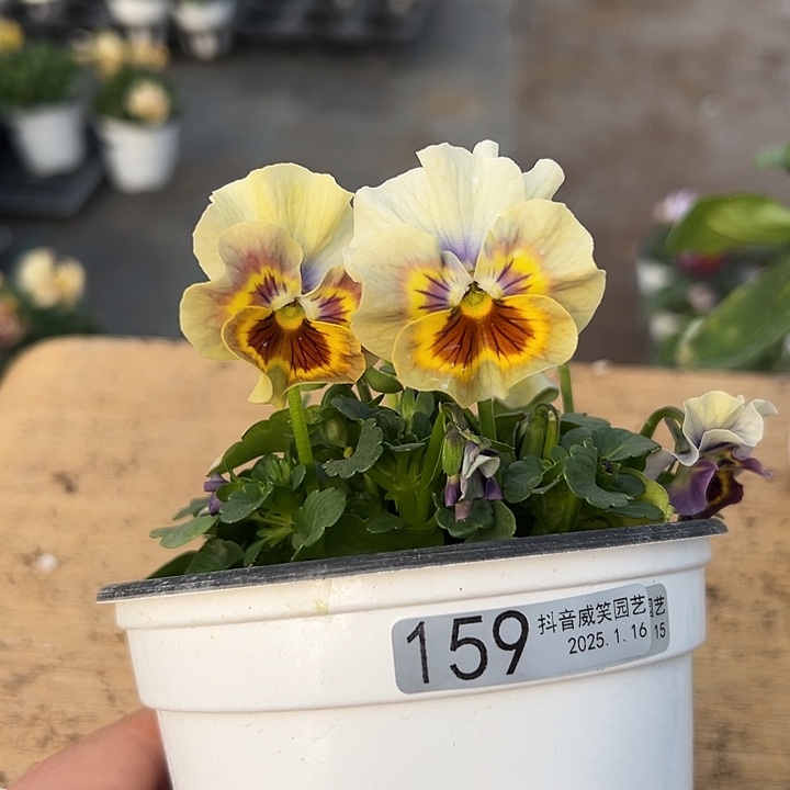 红陶抖音直播闪拍159