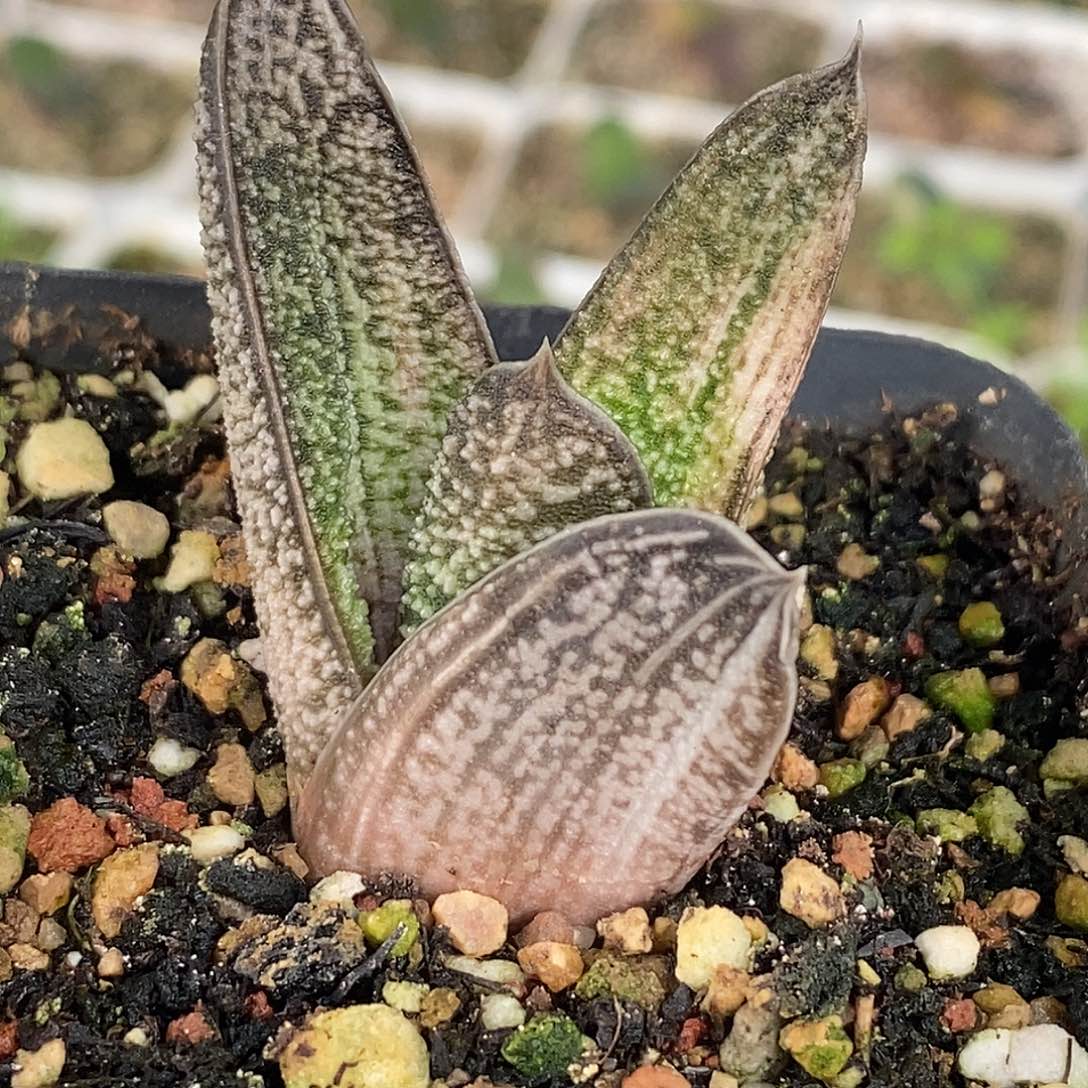 不带盆脱土裸根发货（侧芽无根）