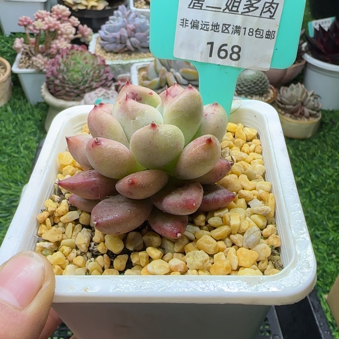 唐二姐多肉编号168