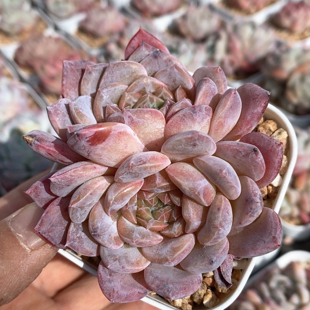 精品多肉一物一拍不包整3