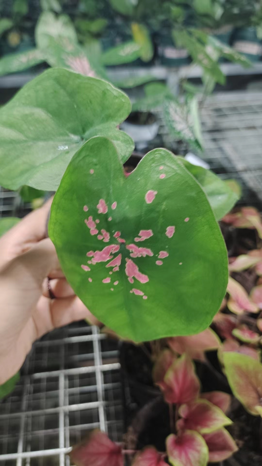 （芭蕾舞鞋）两单包邮，四单升级青山盆