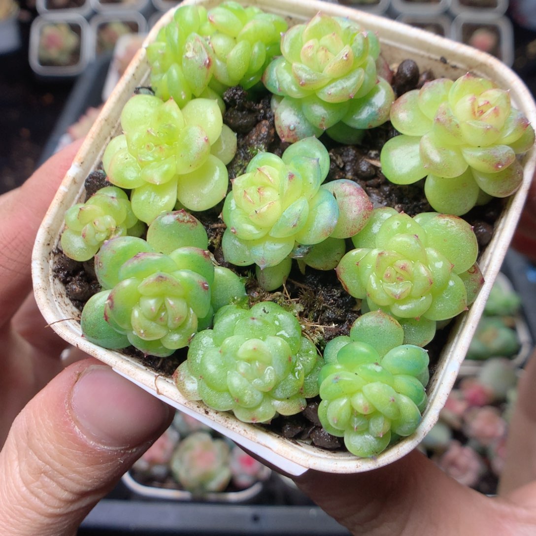 无花朵W23。yyyyyyyyy