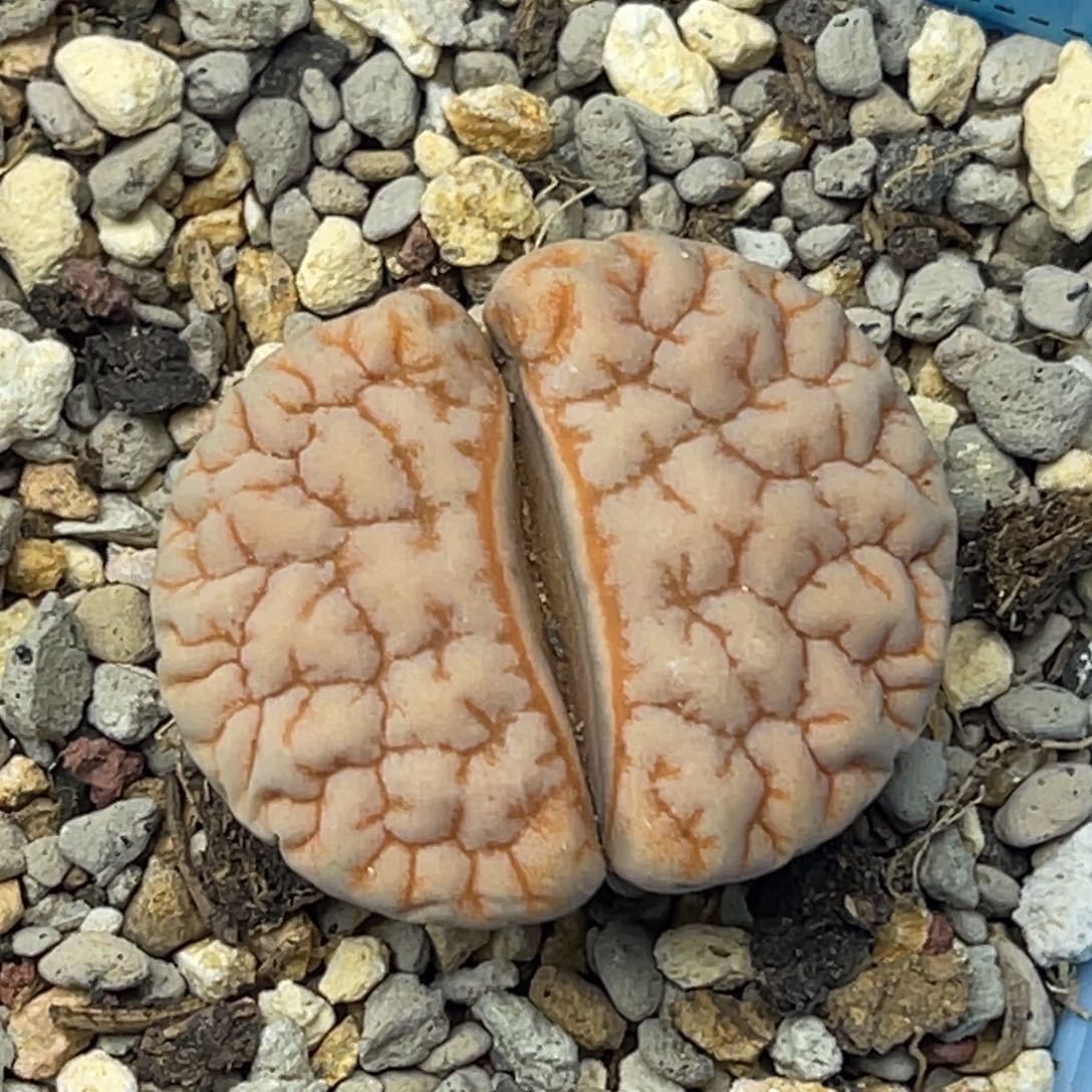 6500凹凸拿铁189一颗