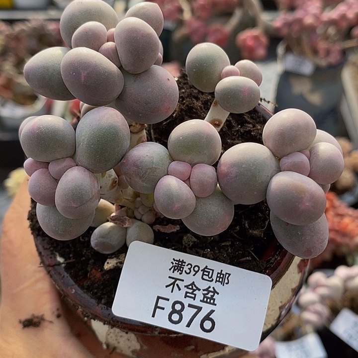 香水手指奶8cm876多肉植物