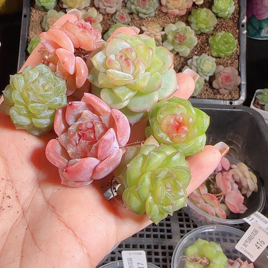 1106--417麦秆优选不包整