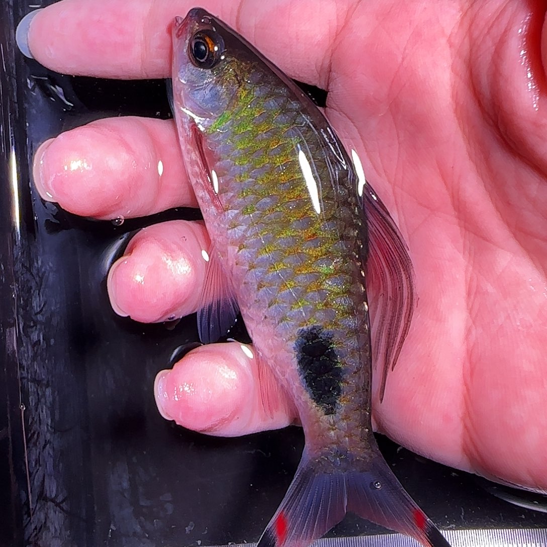 海水鱼紫红8888888