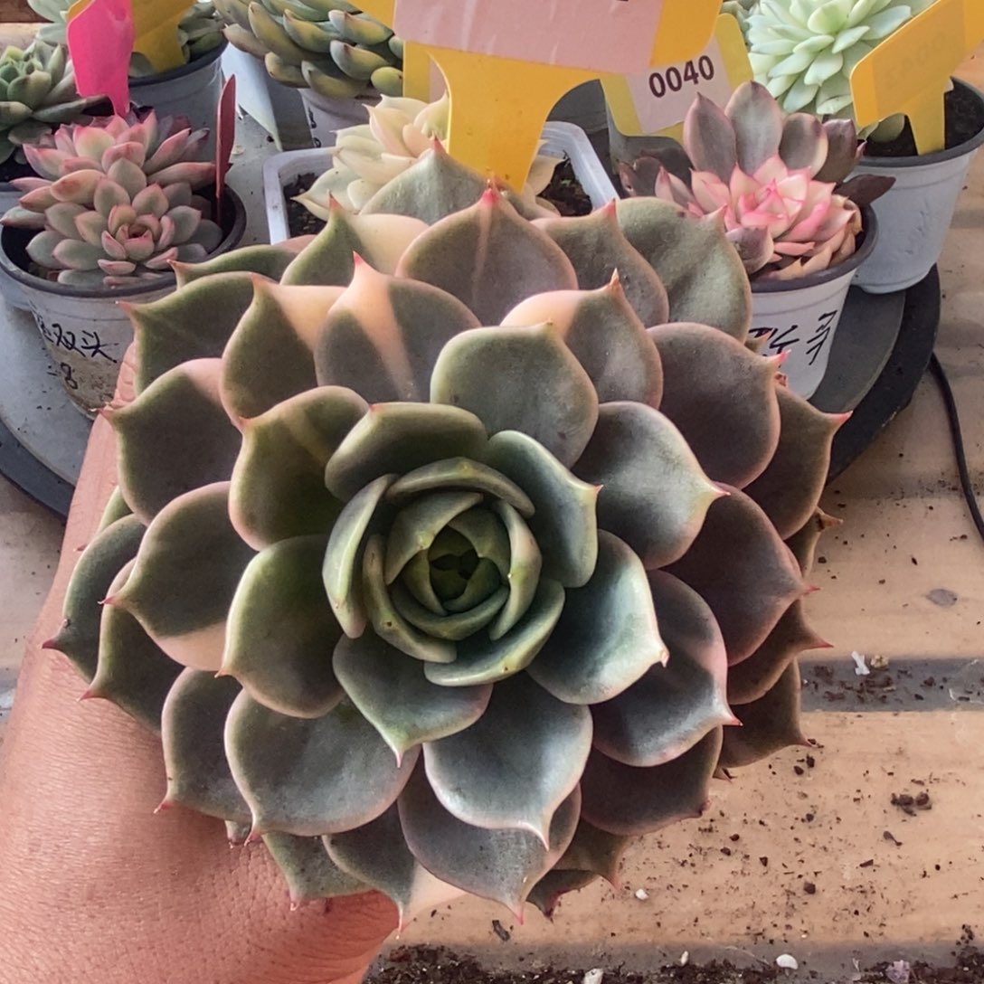 0054贝加尔湖哈哈哈