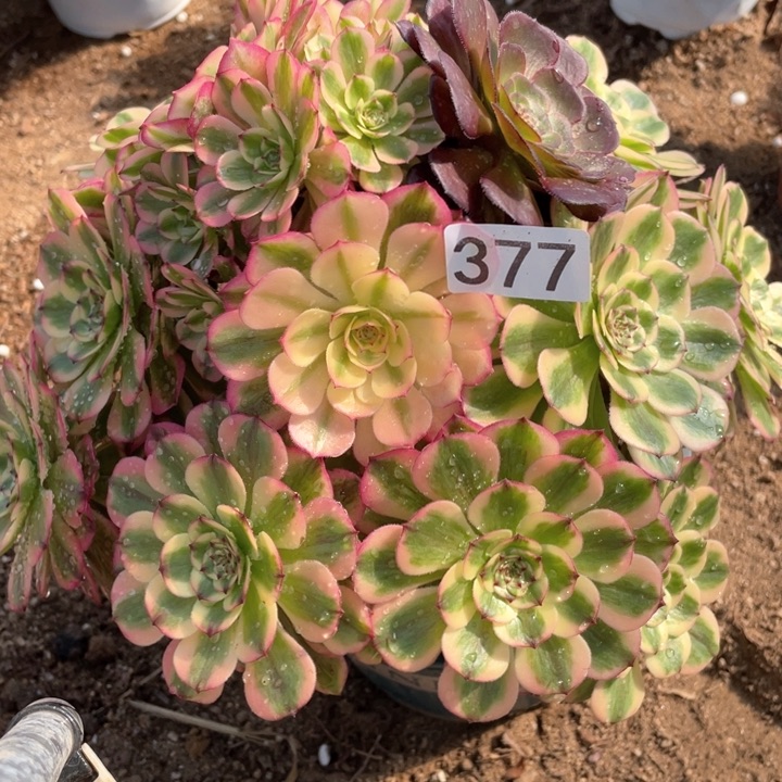 377多肉植物黄花梨