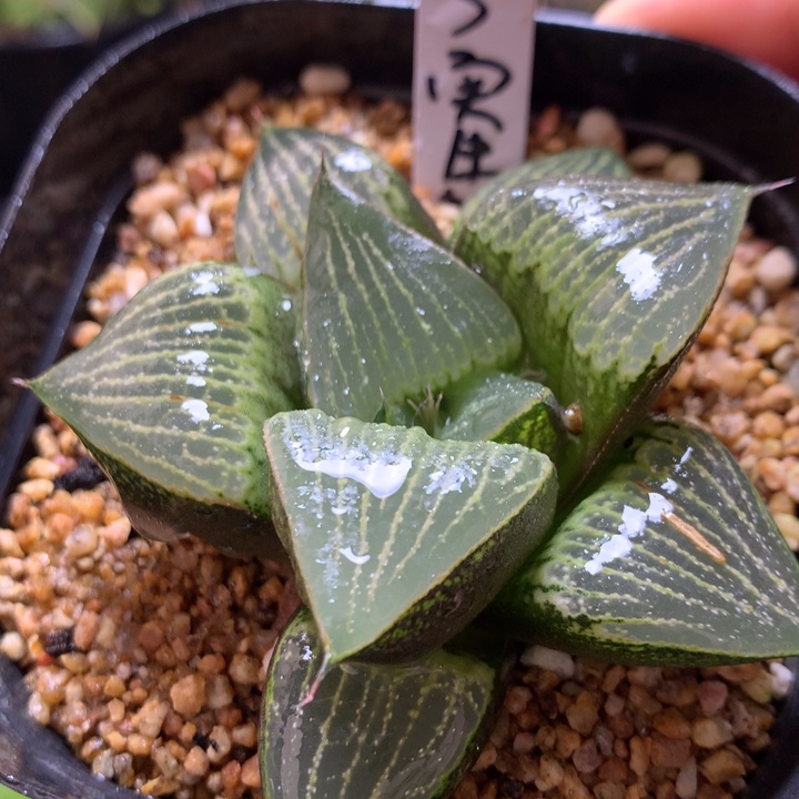 3号实生寿一物一拍