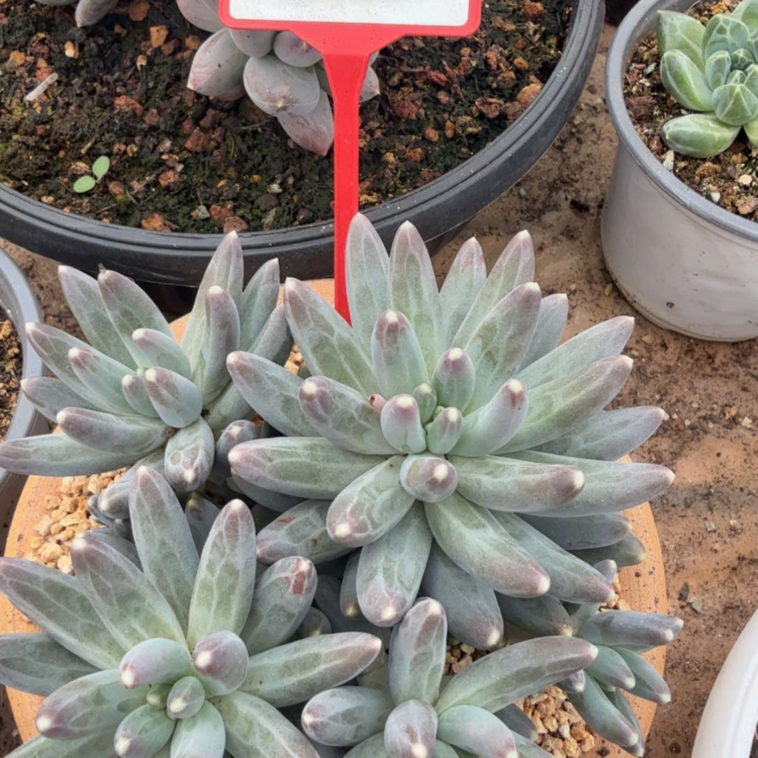 *****多肉植物漂亮群生745