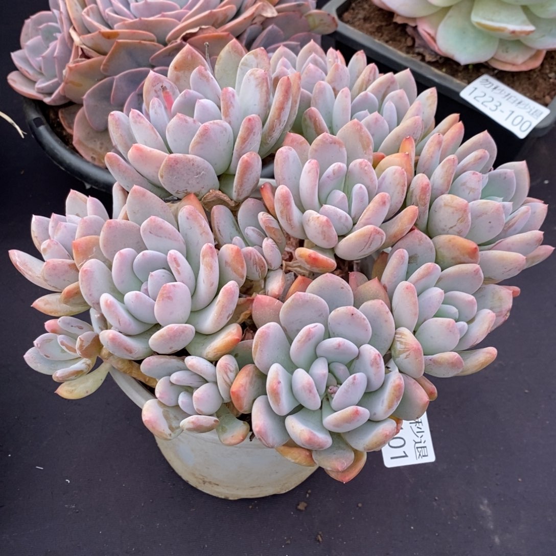 两单包邮1223-101灰姑娘