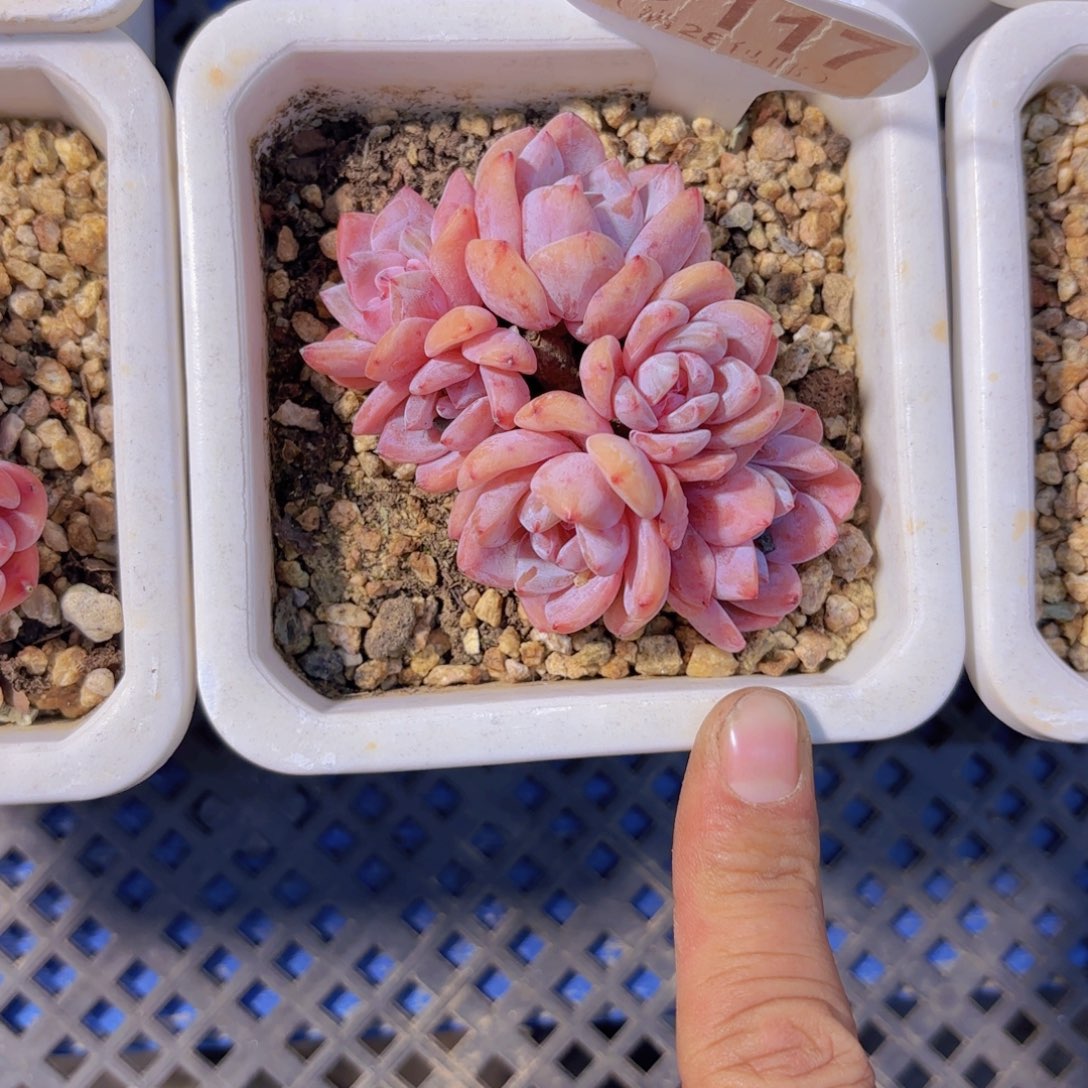 C017星影一物一拍