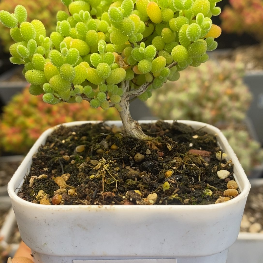 1号金桔糖球多肉