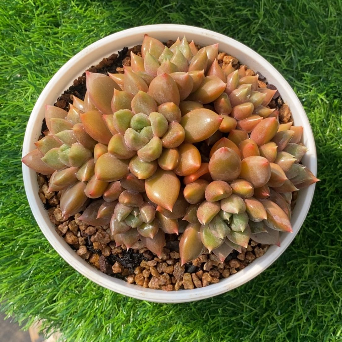 红象牙群多肉植物