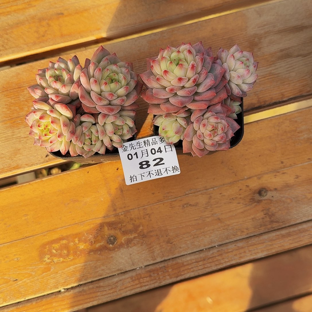 麻***椒0104-82泡泡珠两个