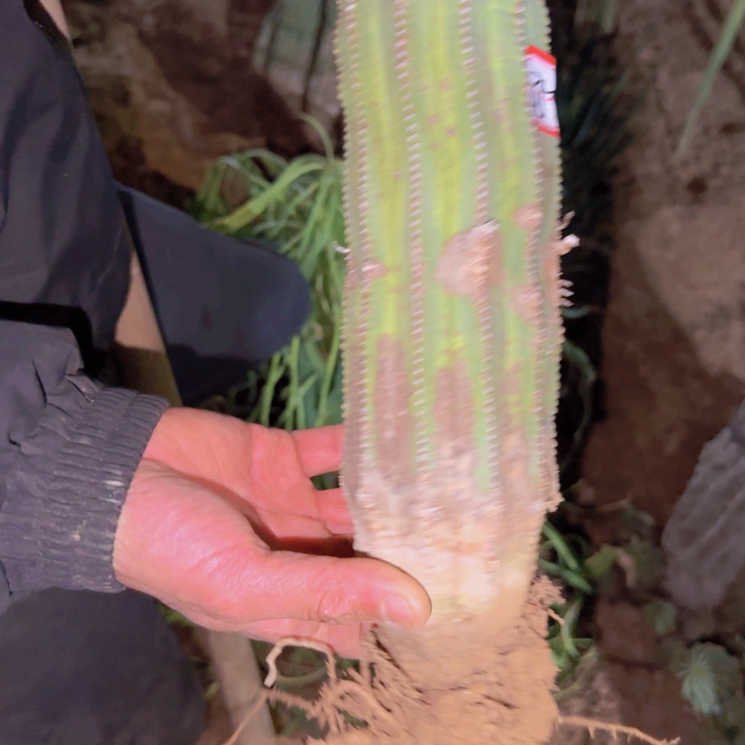 悦****块根植物块根植物