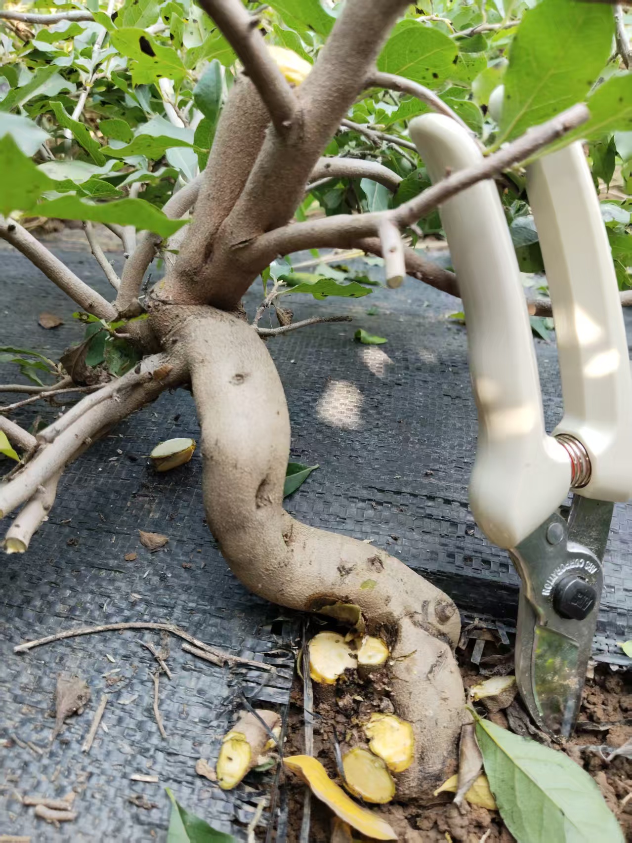 老鸦柿直播间精选素材