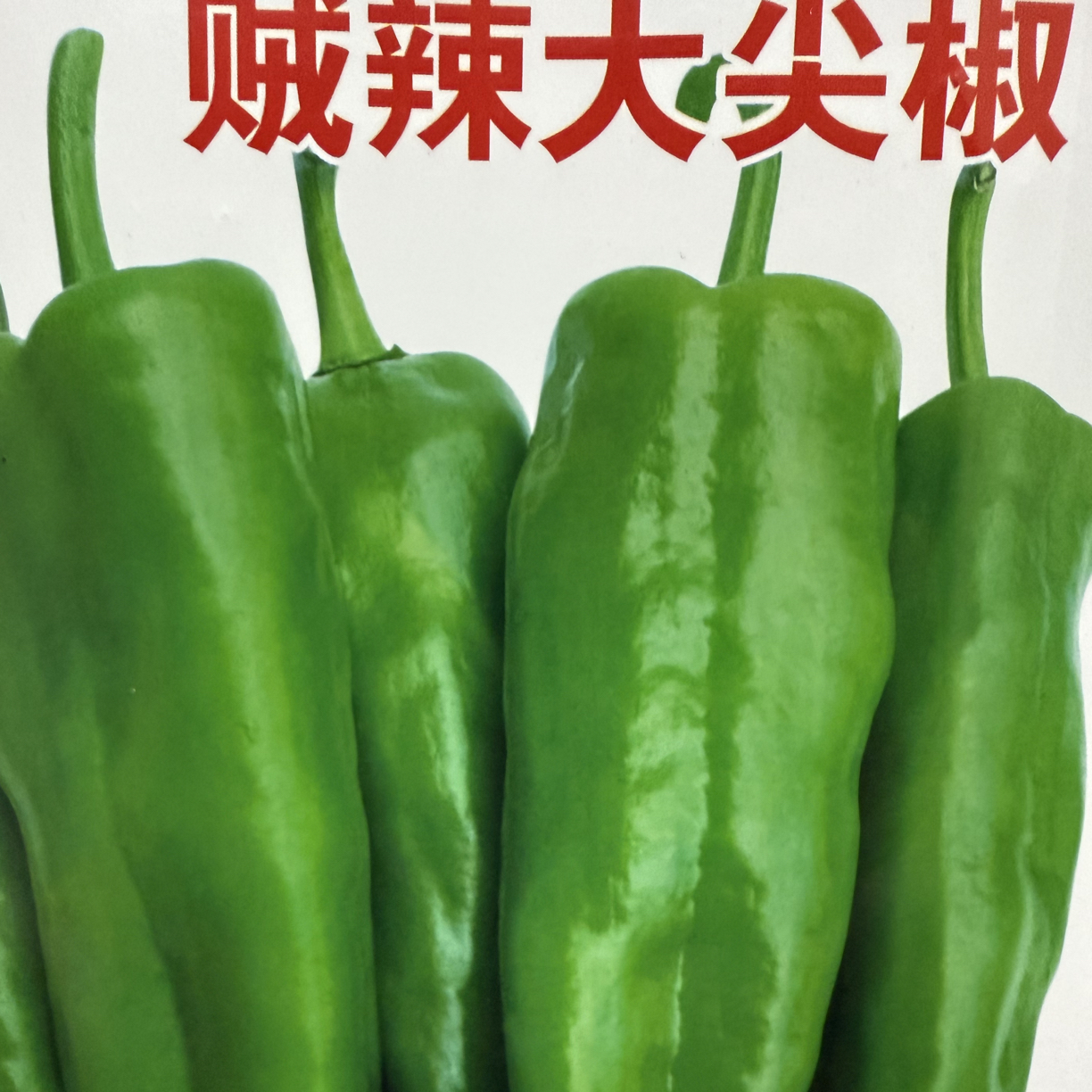 鑫宇贼辣大尖椒种子