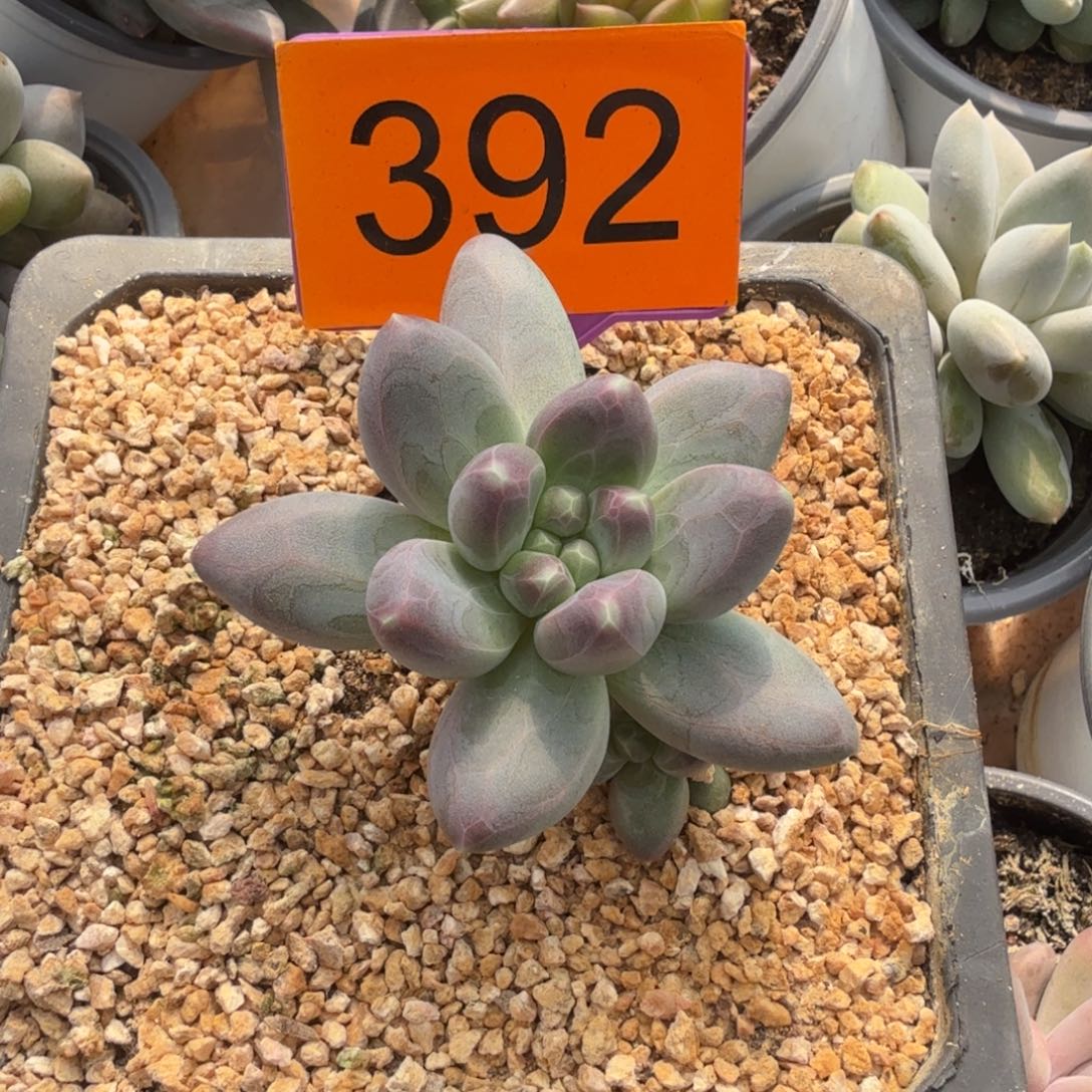 桔***甜多肉植物一物一拍392