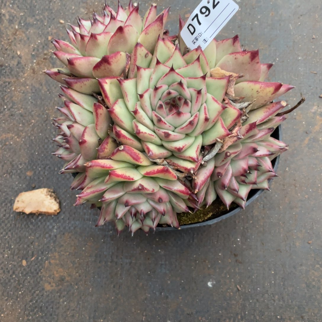 D***丽无花朵若如东云组拍D792