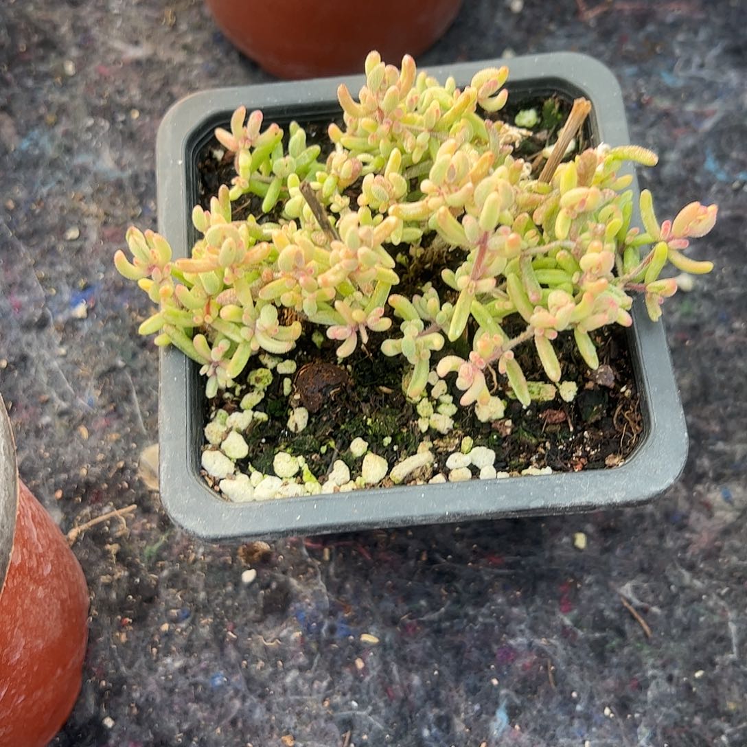 远***远枝干红宝石锦大盆