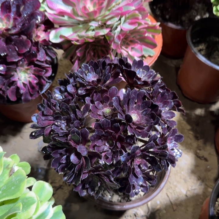 黑铜壶掐心9.9。  