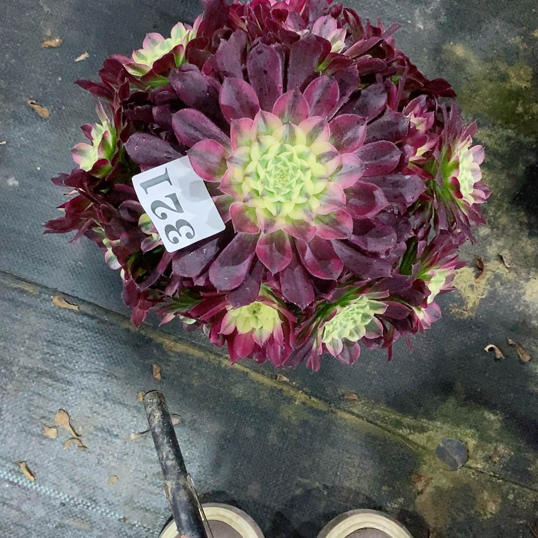 天合321多肉法师