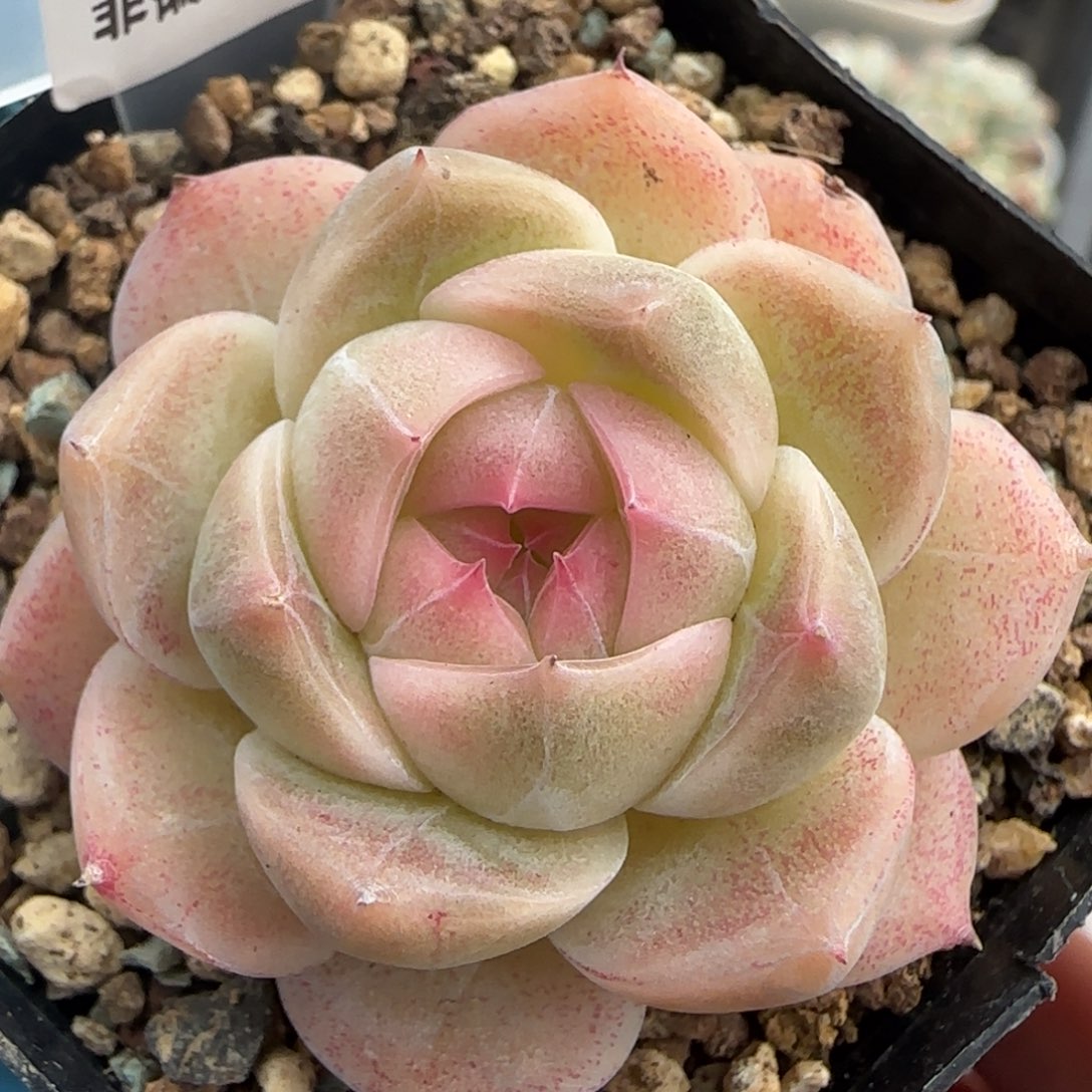 32东篱下多肉植物盆栽