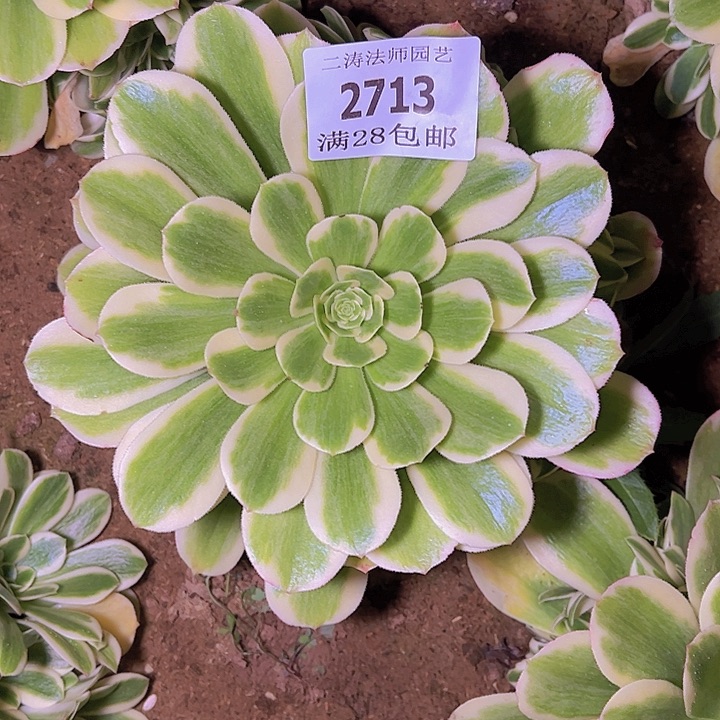 千**听2713迈巴赫多肉植物