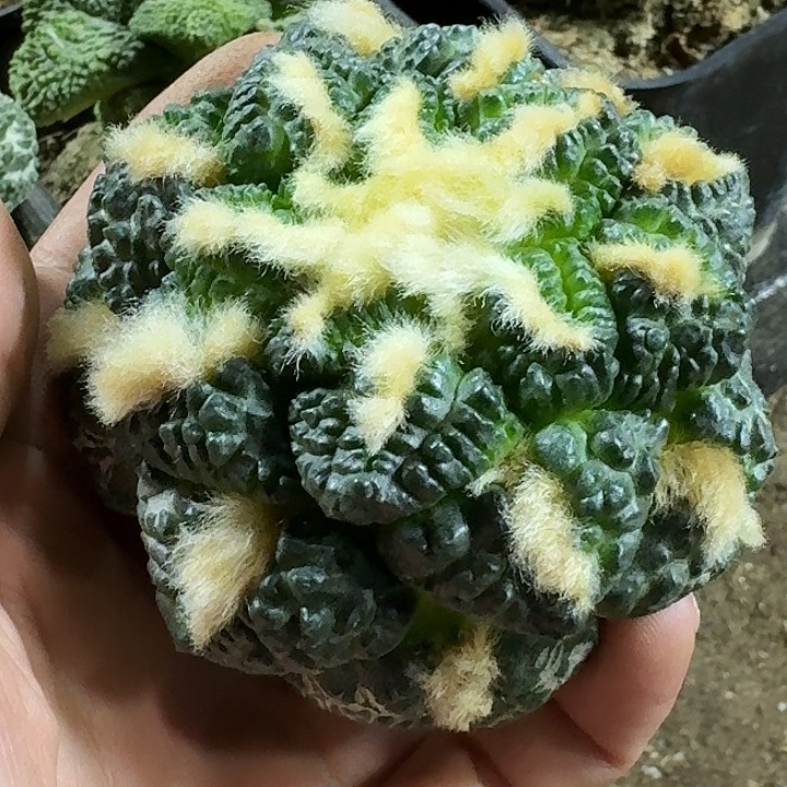 无花朵苗接馒头龟甲连山534