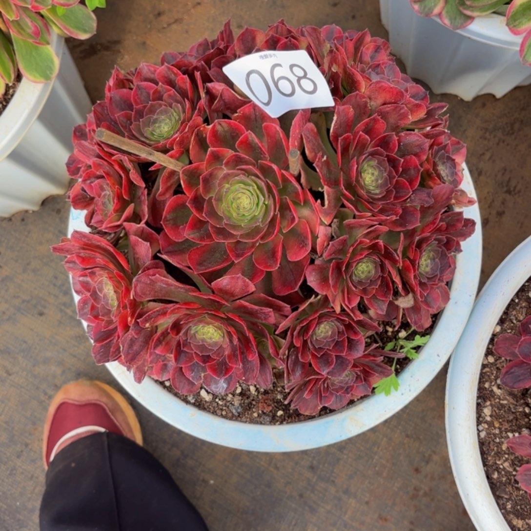 哈哈多肉葡萄福利来 068