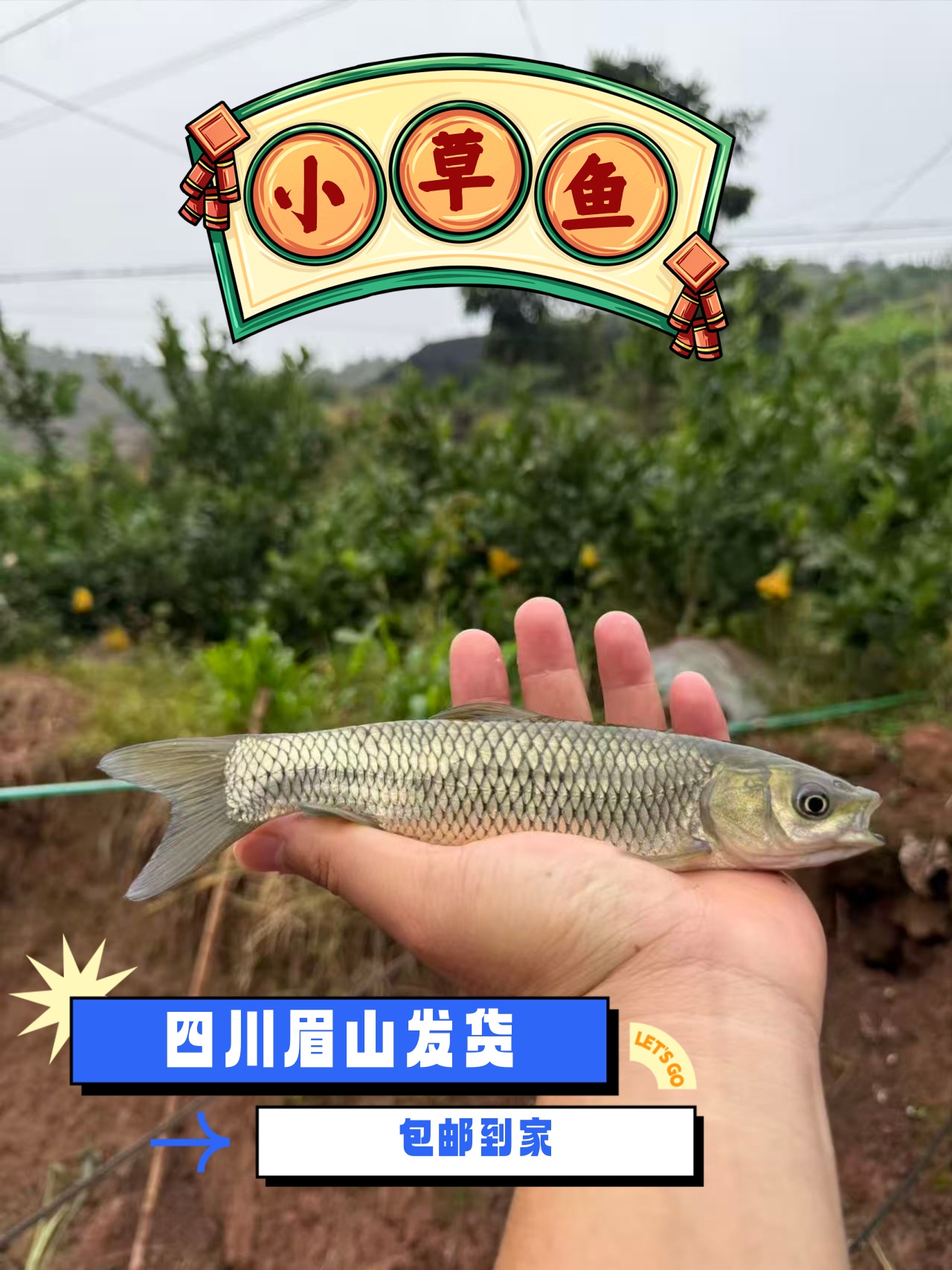 浅水湾（草鱼）淡水鱼 淡水养殖