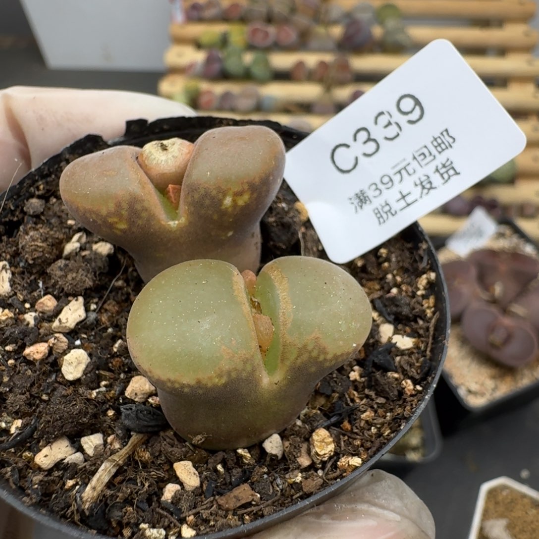 339h h h h h h h h h g