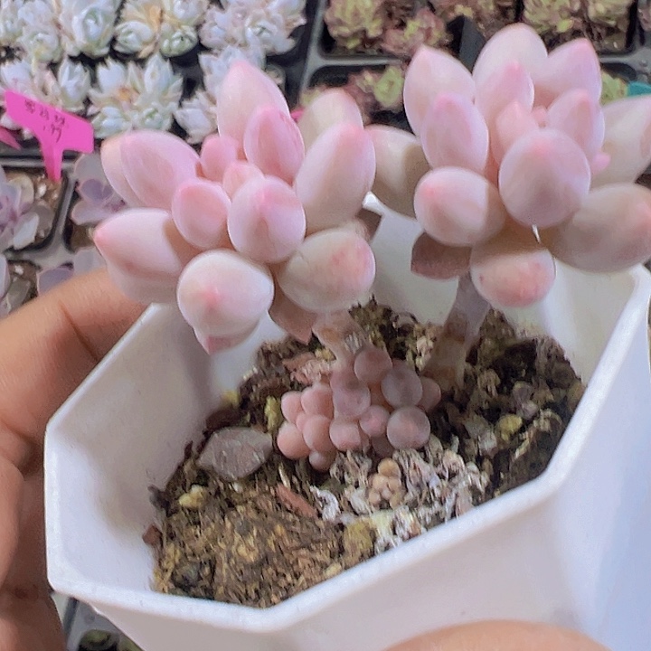 婴儿手指精品多肉植物大战