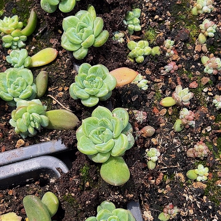 5颗美人系列多肉植物单头