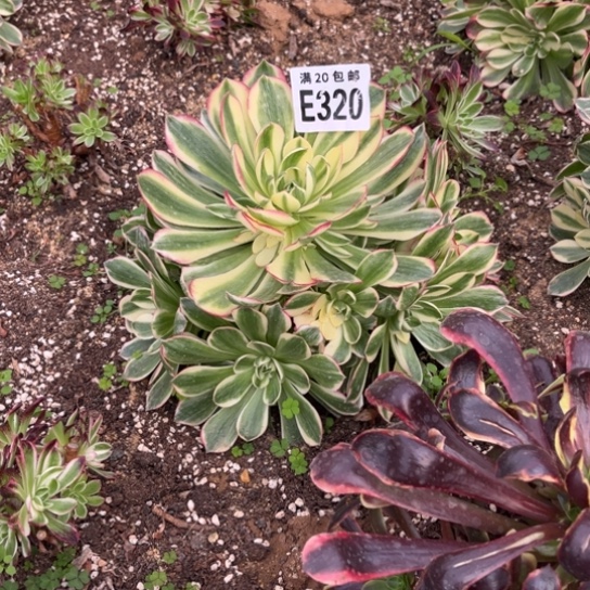 320海鲜法师不包断枝