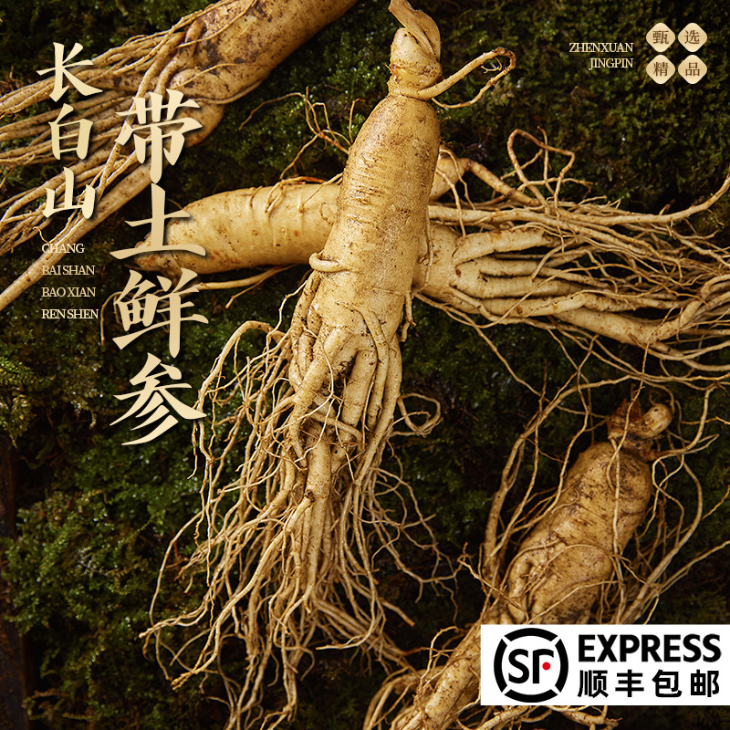 新【一物一拍】长白山新农人新鲜人参东北吉林煲汤煮茶泡酒送礼
