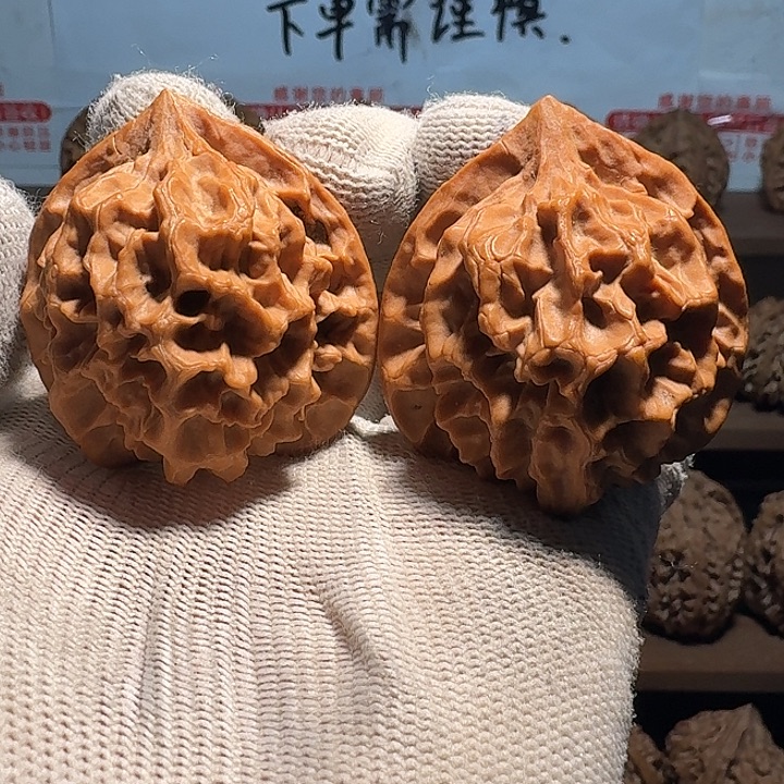 秦岭野生帝王官帽