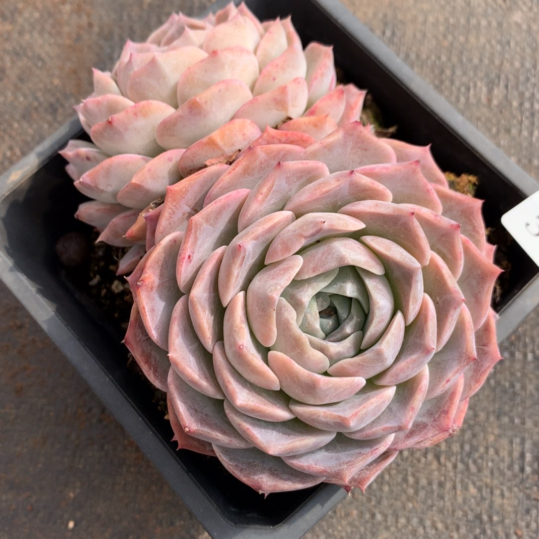 330新年快乐发发发